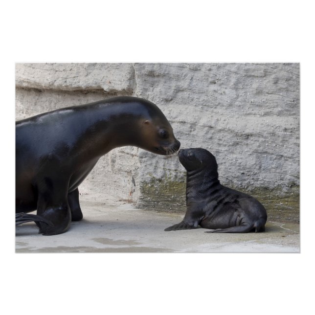 Pôster Otaria flavescens (Frente)