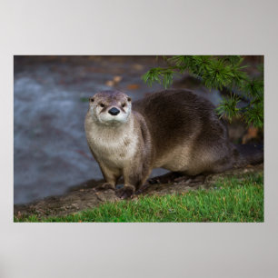 Poster Otter Adorável no Riverbank
