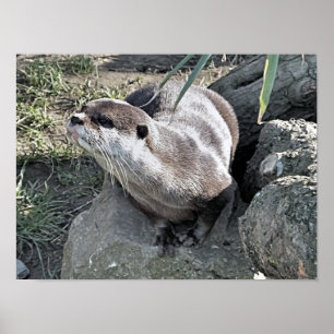 POSTER OTTER CUTO