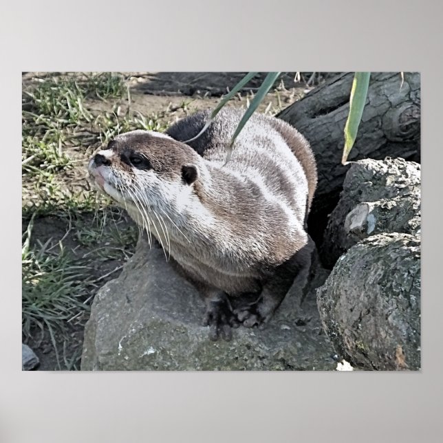 POSTER OTTER CUTO (Frente)