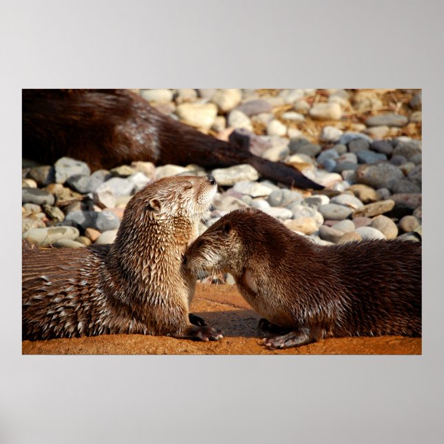 Pôster Otter Love (Frente)