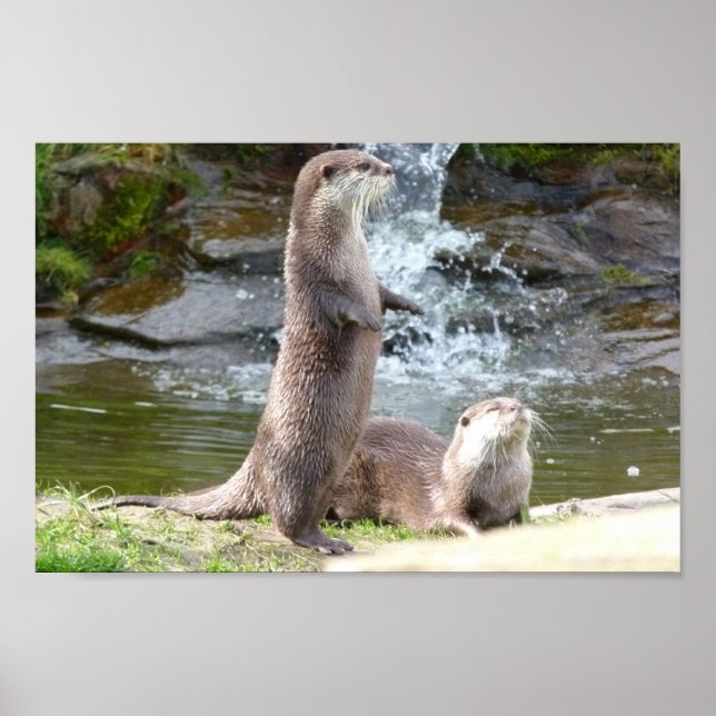 Poster Otters por uma cascata (Frente)