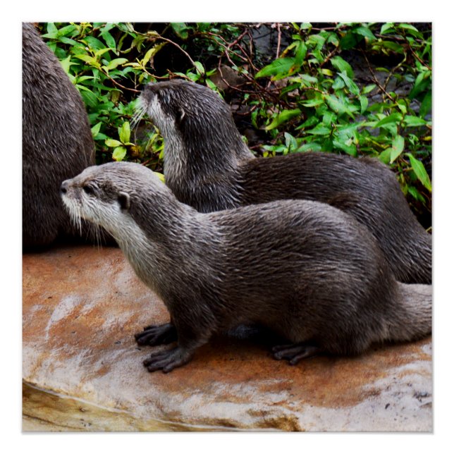 Pôster Otters Que São Muito Bonitos, Poster brilhante (Frente)