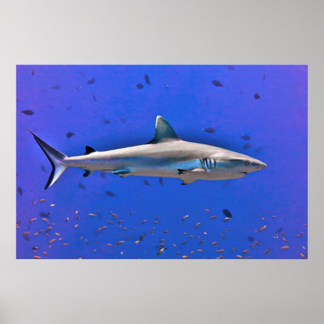 Poster Otto (Frente)