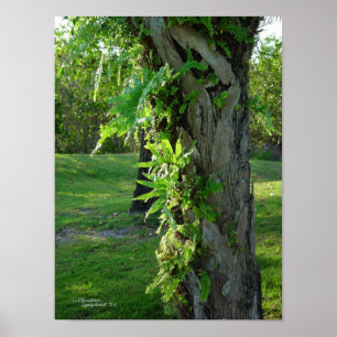 Poster ou impressão da palma de samambaias de