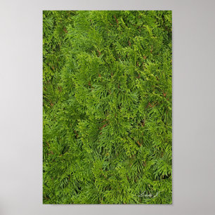 Pôster ou Tela de Fundo de Árvore Sempre Verde