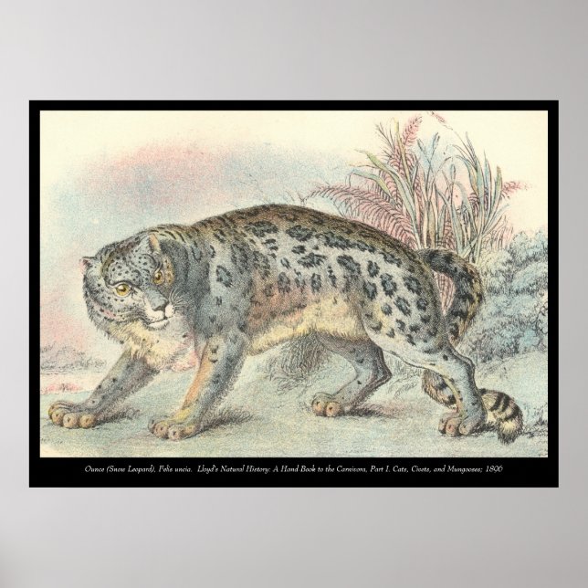 Poster Ounce (Leopardo de Neve) (Frente)