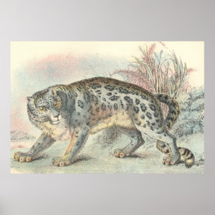 Poster Ounce (Snow Leopard)