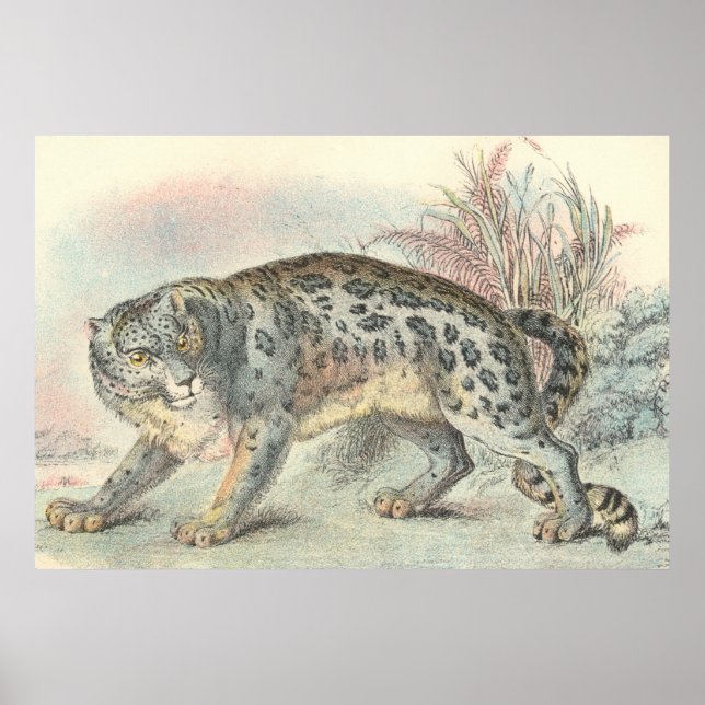 Poster Ounce (Snow Leopard) (Frente)