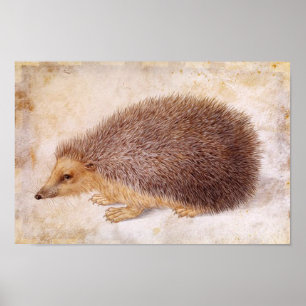 Pôster OURIÇO / Desenho de Animal