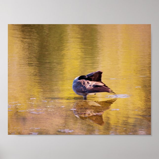 Pôster Ouro (Frente)