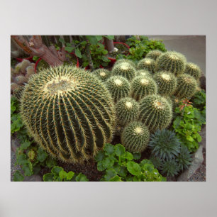 POSTER OURO BARREL CACTI