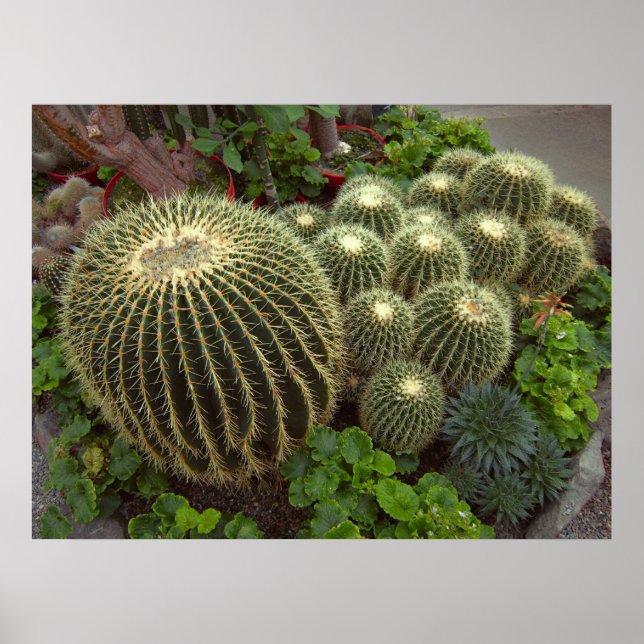 POSTER OURO BARREL CACTI (Frente)