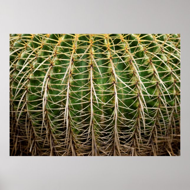 Poster Ouro Barrel Cactus (Frente)