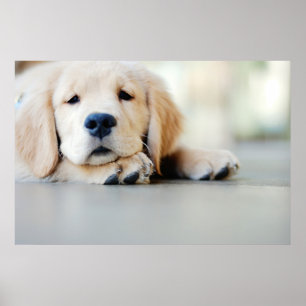 Poster Ouro com sono