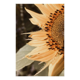 Pôster Ouro de girassol beijado pelo sol