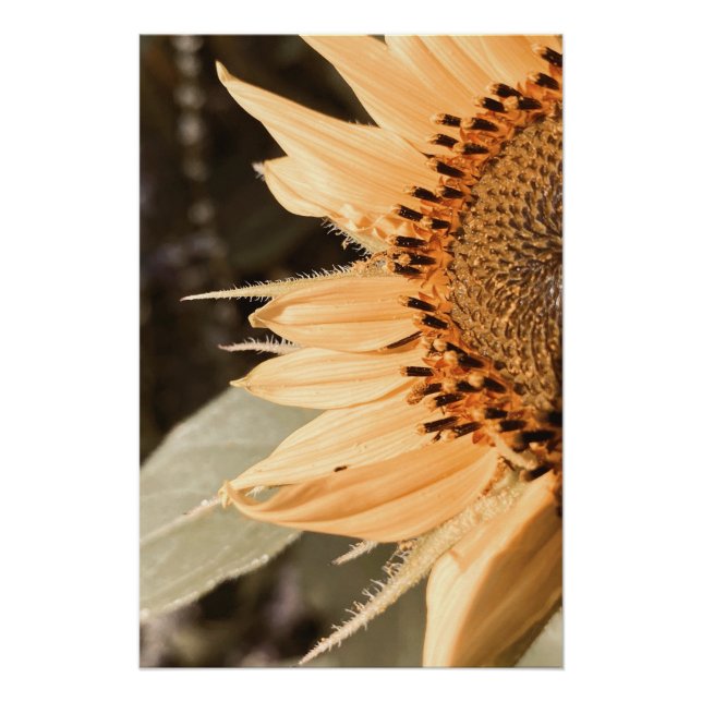 Pôster Ouro de girassol beijado pelo sol (Frente)