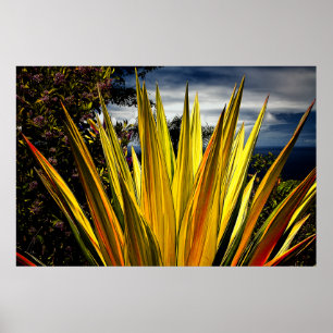 Poster Ouro de Maui - Havaí