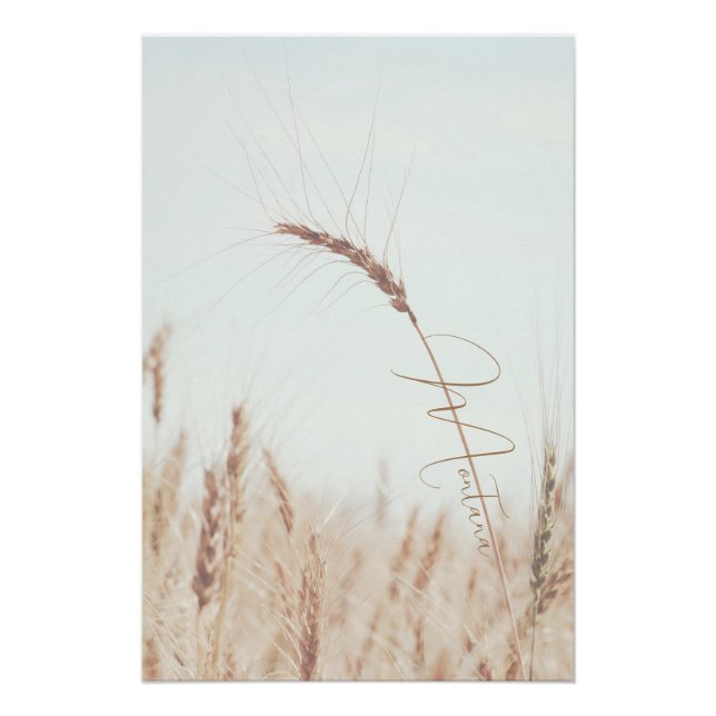 Pôster Ouro de Montana com Cabeça de Trigo Azul (Frente)