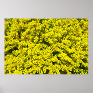 Pôster Ouro dos arbustos de flores amarelas Woadwaxen