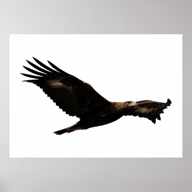 Pôster Ouro Eagle Soaring (Frente)
