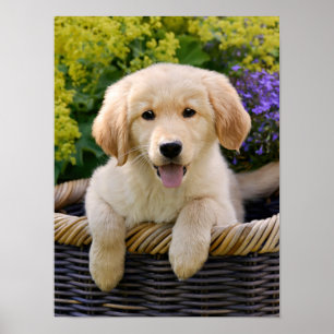 Poster Ouro encantador Retriver, uma foto de cachorro-doc