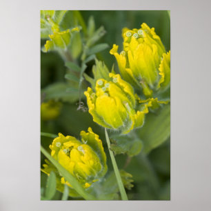 Poster Ouro indiano Paintbrush Castilleja