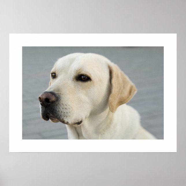 Poster Ouro Labrador (Frente)