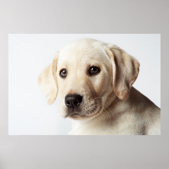 Poster Ouro Labrador Puppy Closeup (Frente)