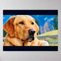 Ouro Labrador Retriever