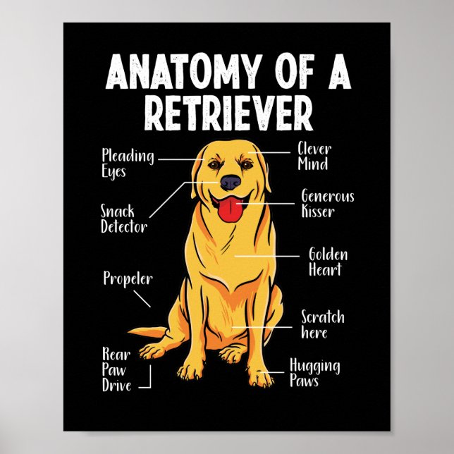 Poster Ouro Labrador Retriever Anatomia de Um Retriever (Frente)