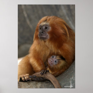 Poster Ouro Lion Tamarin com bebê