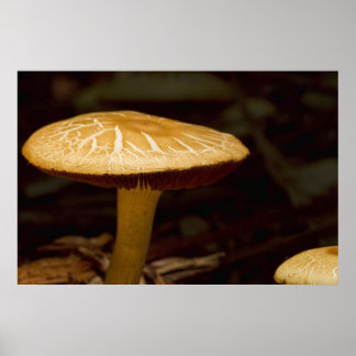 Pôster Ouro Morning