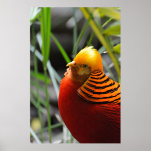 Pôster Ouro Pheasant Bird