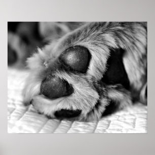 Pôster Ouro Polar - Cachorro de Retriever