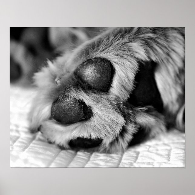 Pôster Ouro Polar - Cachorro de Retriever (Frente)