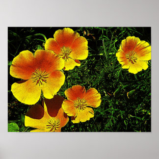 Poster Ouro Poppies