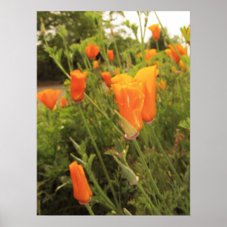 Pôster Ouro Poppies