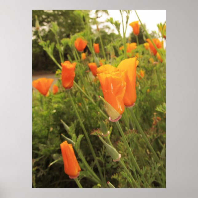 Pôster Ouro Poppies (Frente)