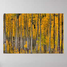 Poster Ouro Quakies, Colorado