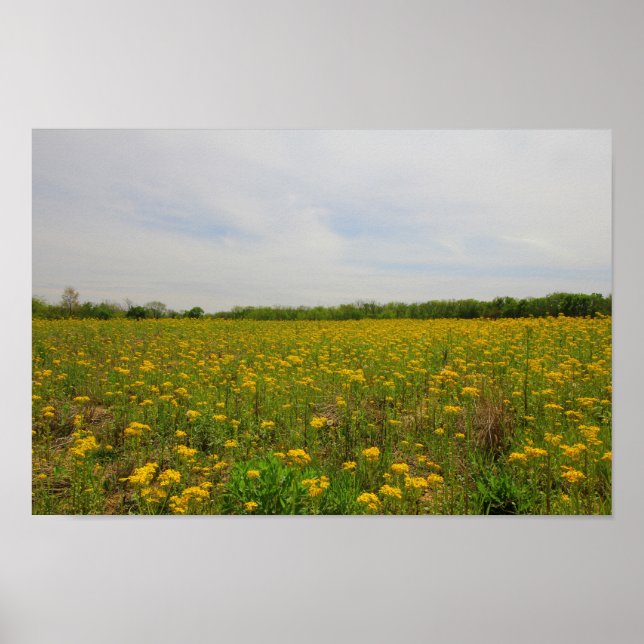 Poster Ouro Ragwort, Ohio (Frente)