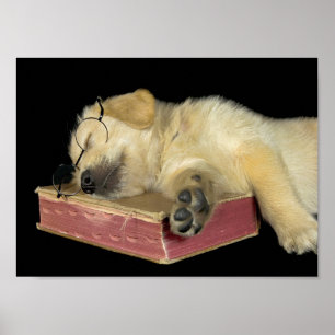 Poster ouro recupera cachorro dormindo no livro