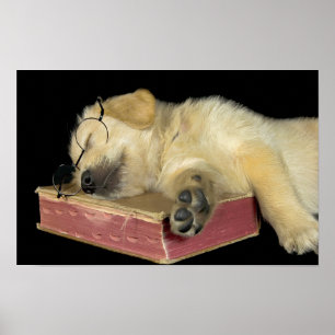 Poster ouro recupera cachorro dormindo no livro