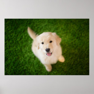 Poster Ouro - Retirador de Puppy com Grass