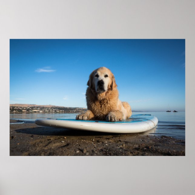 Poster Ouro Retriever Cachorro Deitado Em Um Conselho (Frente)