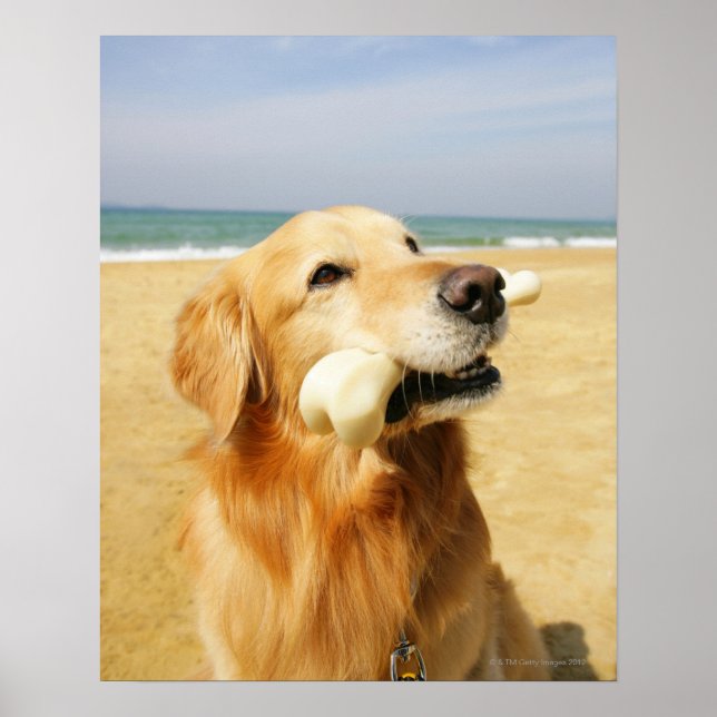 Poster Ouro Retriever comendo osso (Frente)