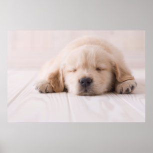 Pôster Ouro Retriever Dormir