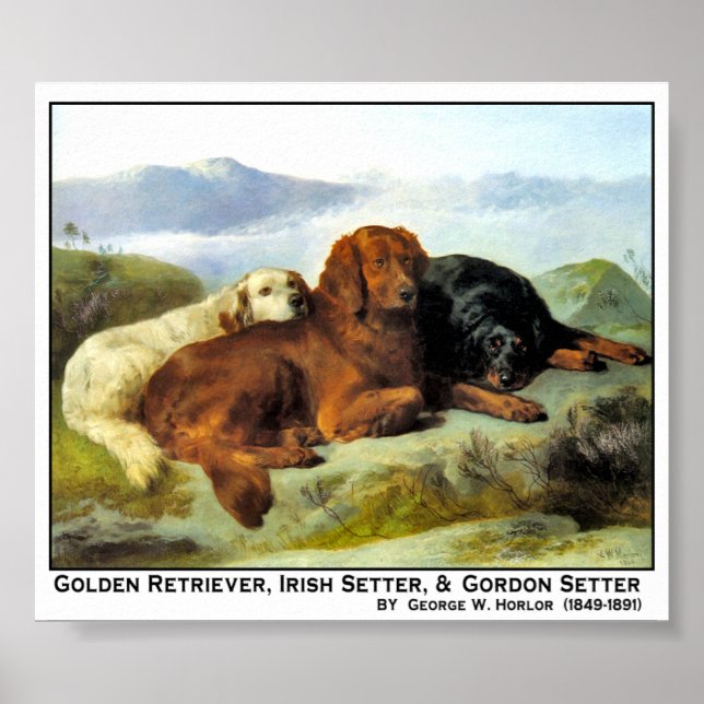 Poster Ouro Retriever, Irish Setter e Gordon Setter (Frente)