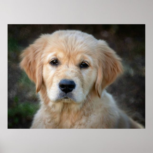Poster Ouro Retriever Puppy (Frente)