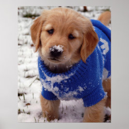 Pôster Ouro Retriever Puppy